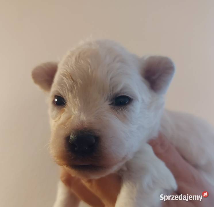 Bichon frise Fci Toszek