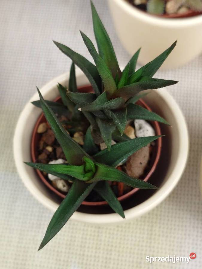 Sukulenty 3 w osłonkach Crassula kimnachi mazowieckie