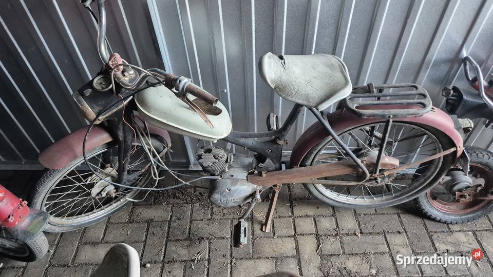 Komar sztywniak zarejestrowany Hryniewicze