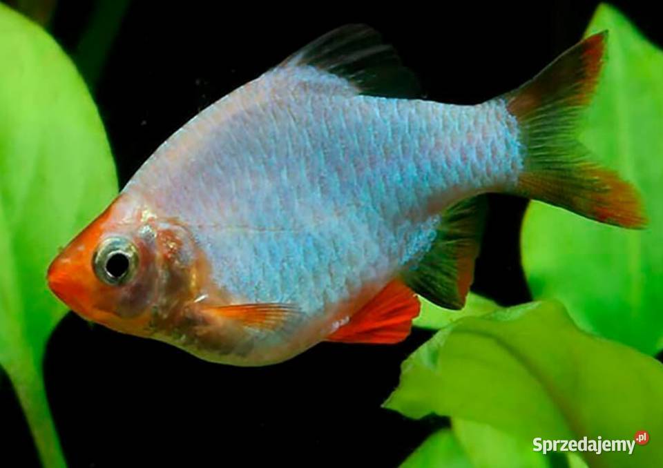 Brzanka sumatrzańska odmiana PLATYNOWA Puntigrus pomorskie Gdańsk