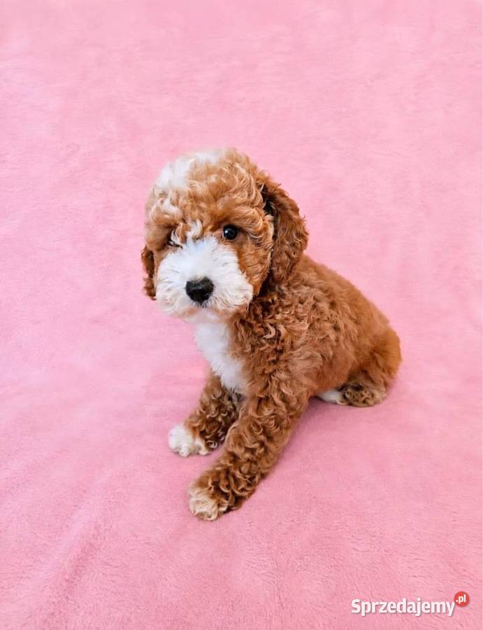 MALTIPOO suczka