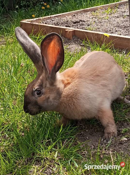 Samica srokacz niemiecki opolskie Górki
