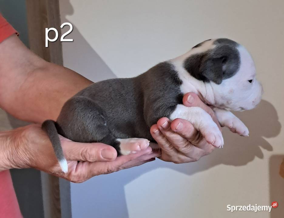 Amstaff zkwp fci BLUE piesek Koziegłowy sprzedam