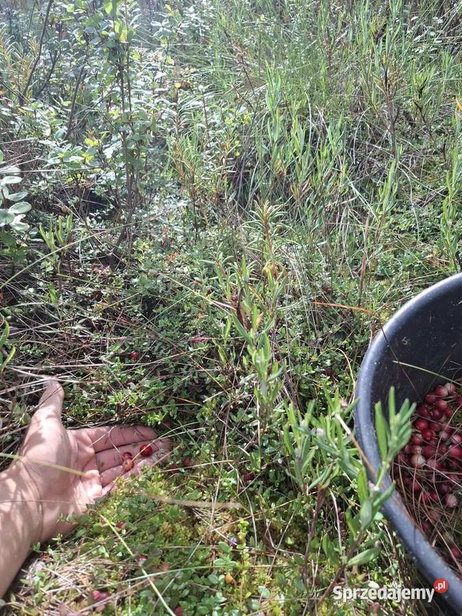 Żurawina bagienna leśna błotna świeża