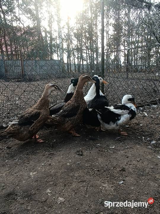 Jaja lęgowe kaczek staropolskich Ujazd