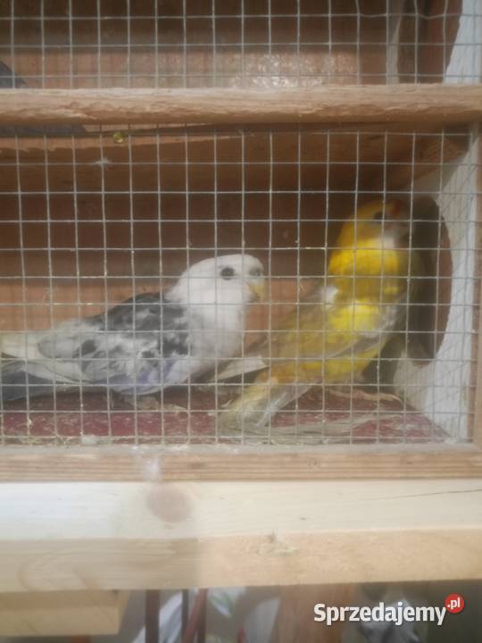 Rozelle królewskie białolice Ptaki Zakrzów