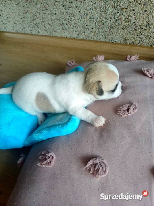 Niebieska Ziawjskowa Dziewczynka Chihuahua sprzedam
