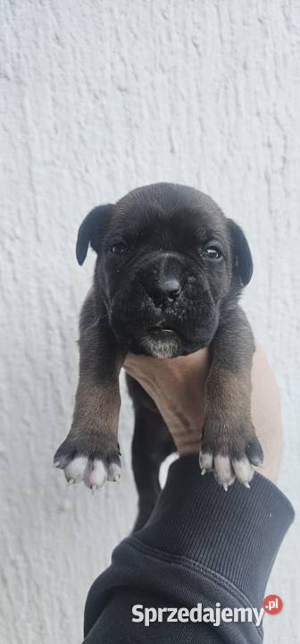 Cane Corso szczenięta na sprzedaż pomorskie