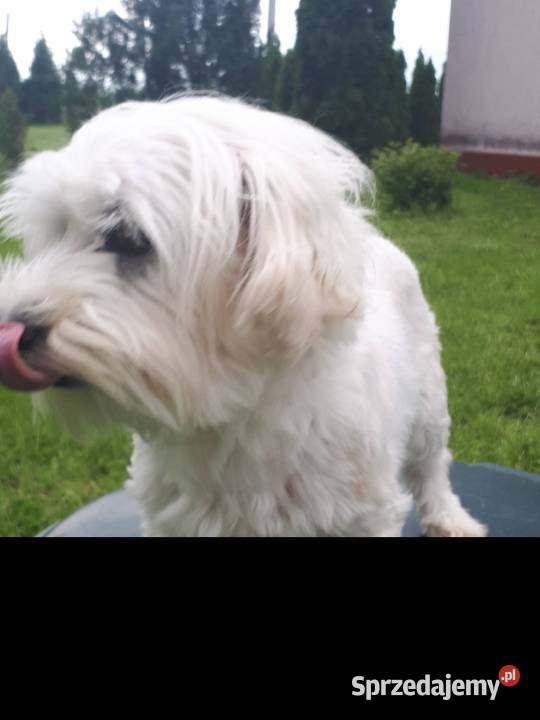 Maltańczyk suczka dorosła lubuskie sprzedam