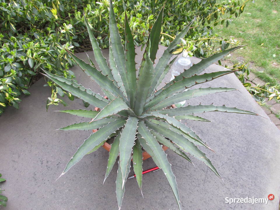 Odhodowana ponad 10 letnia agawa agave Kraków sprzedam