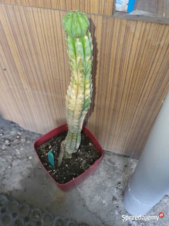 Microgenus trichocereus kuzyn san pedro Szczecin
