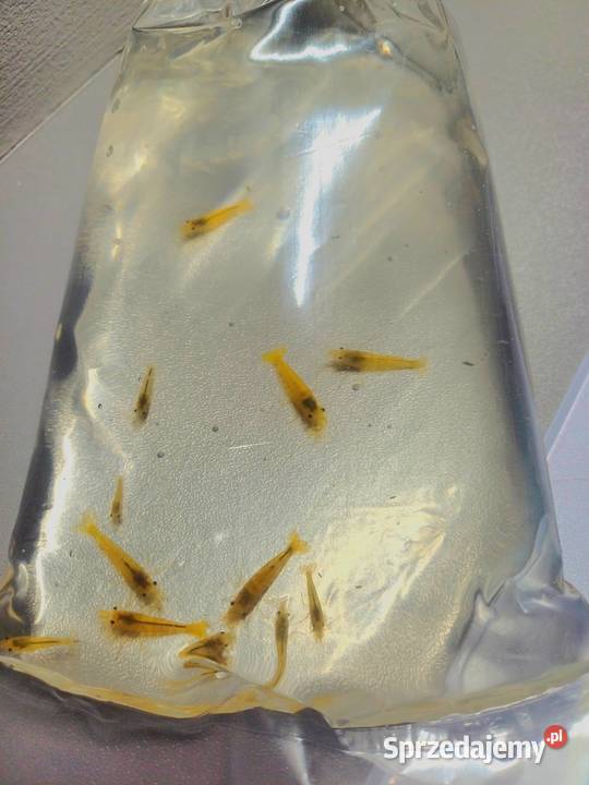 Krewetki neocaridina YELLOW Opole