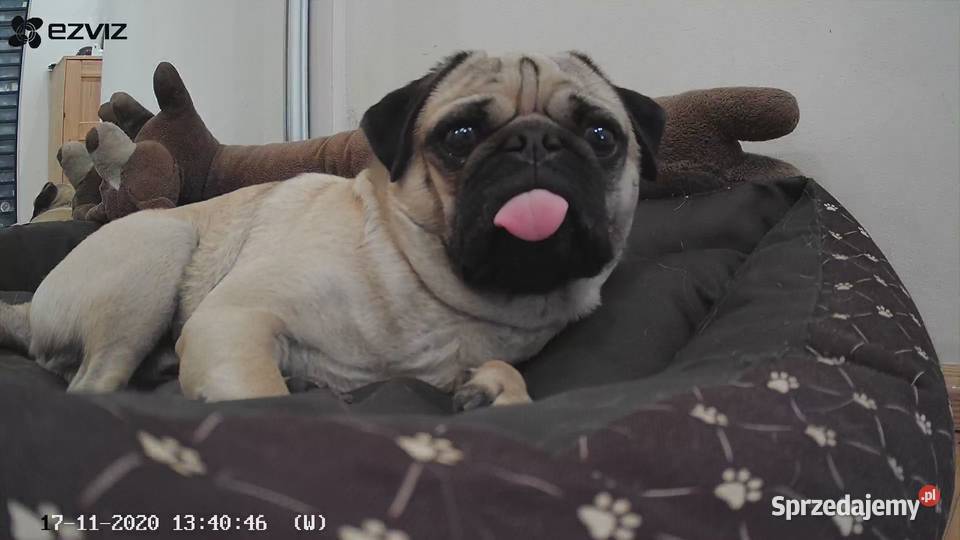 EZVIZ C6CN KAMERA OBROTOWA WIFI FULL HD Poznań