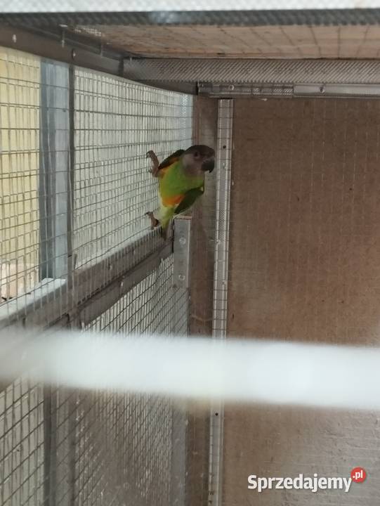 Afrykanki senegalskie 2025 Ptaki podkarpackie Jasło