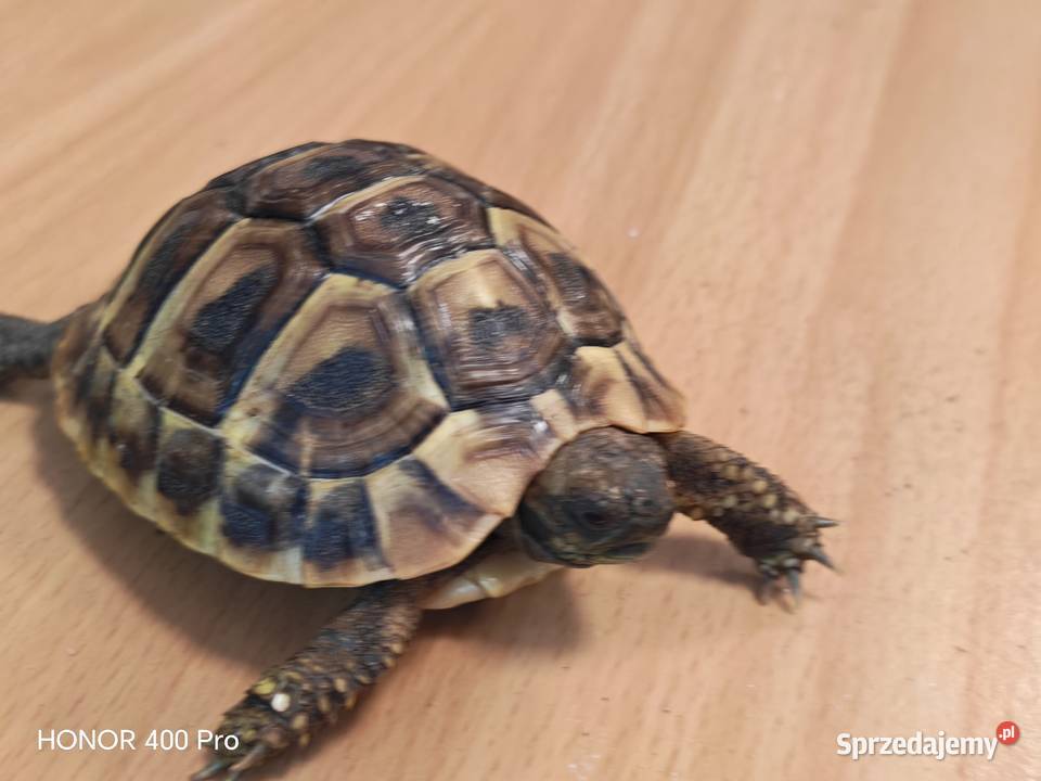 Zółw Grecki z 2025 roku Oława