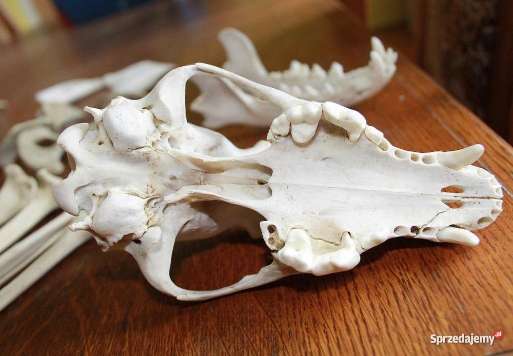 Czaszka i kości PSA WETERYNARIA Warszawa sprzedam