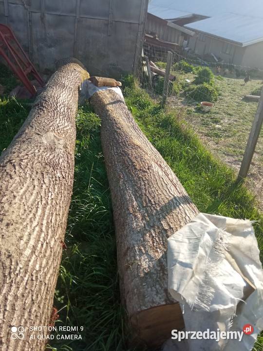 Dęby do sprzedania Turza