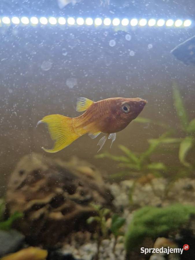 Molinezje księżycowe WYSYŁKA Zawiercie