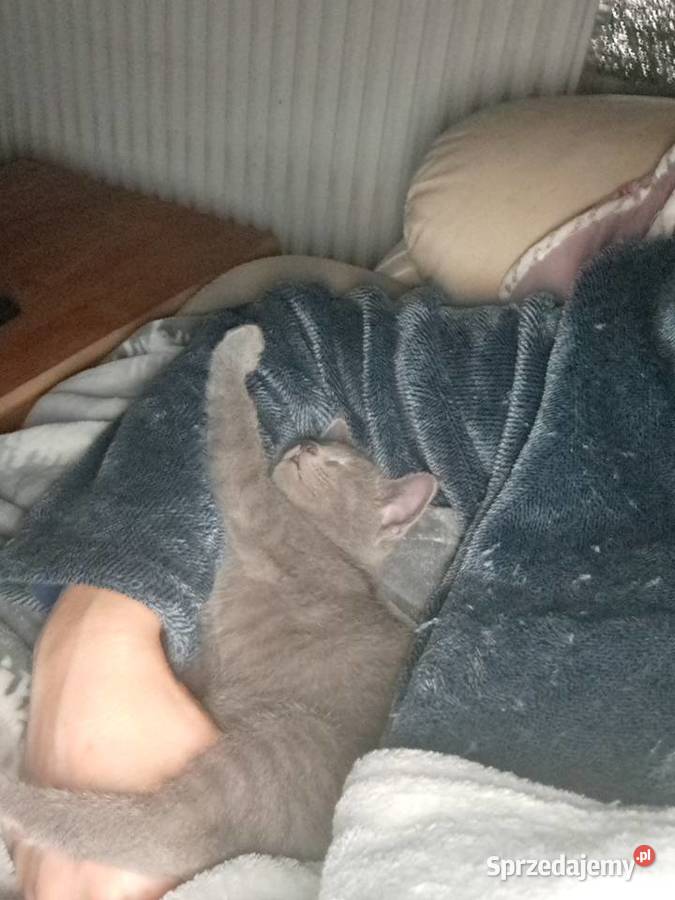 Kocurek Rosyjski Niebieski Jaczów