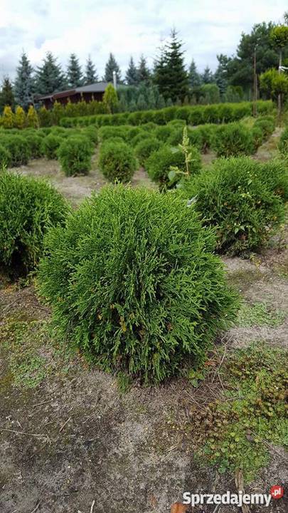 Thuja Hoseri 2030 kulka miniaturka PRODUCENT Rydzyny