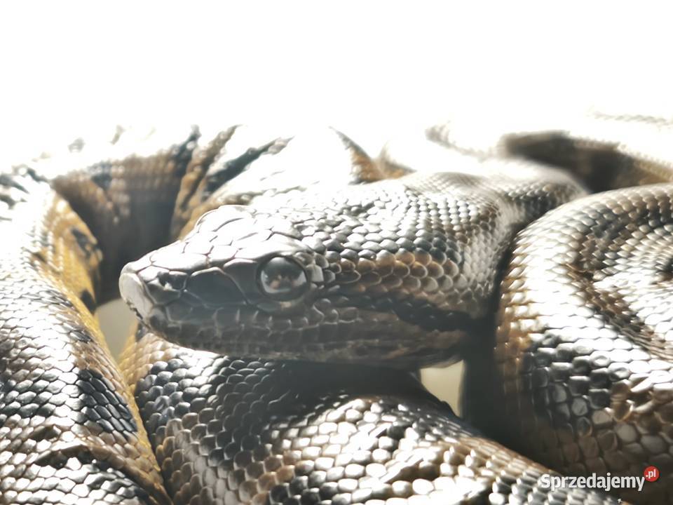 anakonda zielona młody osobnik samica Wałbrzych