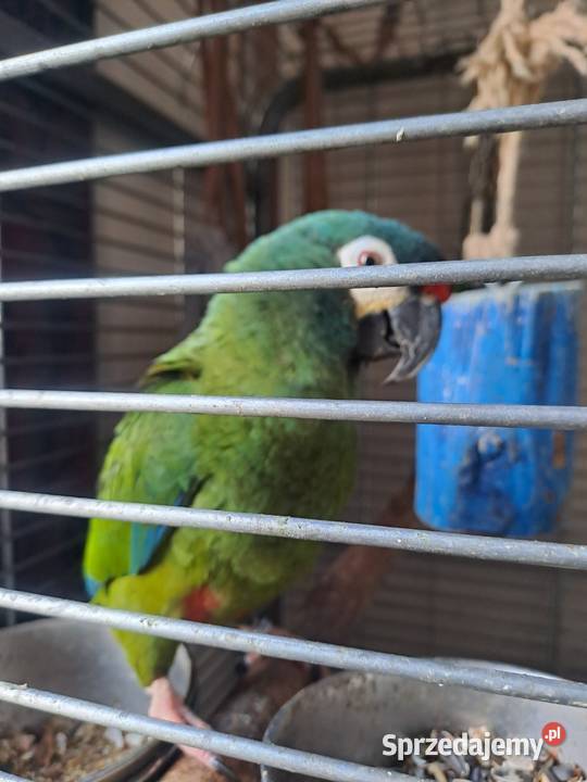 Sprzedam Arę Marokane Serock