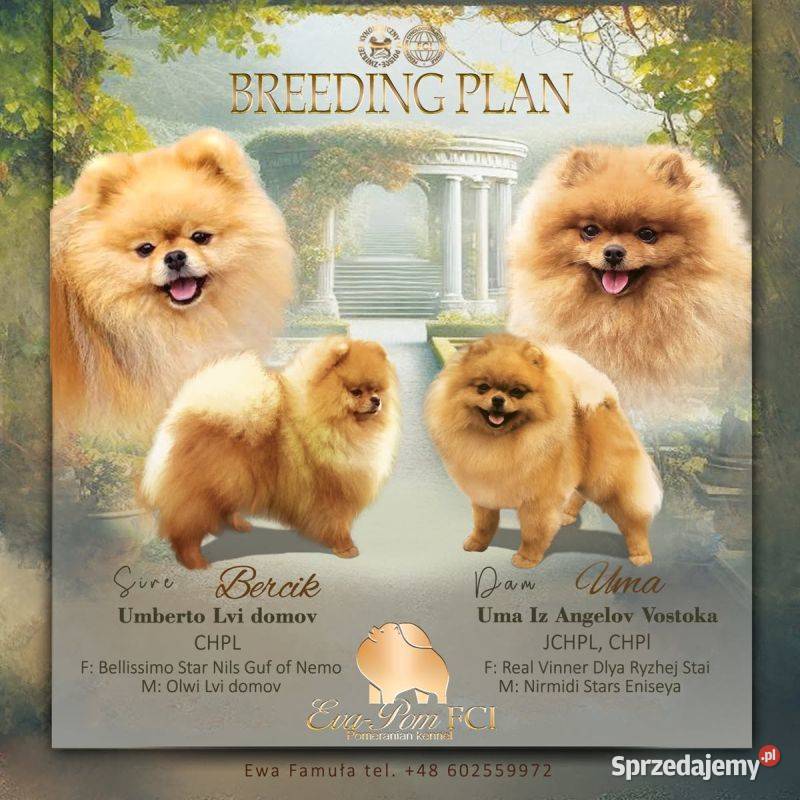 Piękne szczenięta szpic miniaturowy pomeranian śląskie Toszek