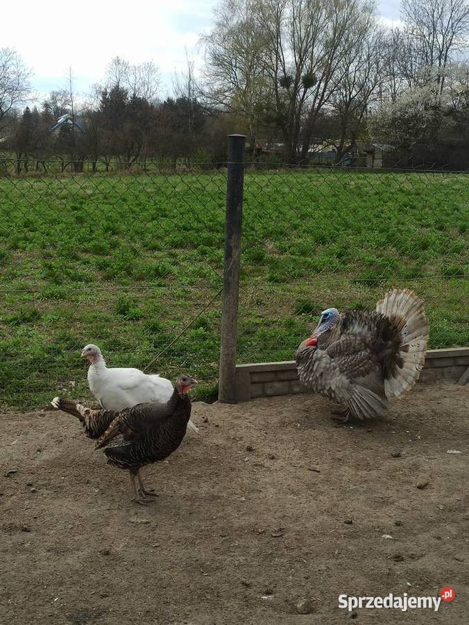 Jaja lęgowe indycze