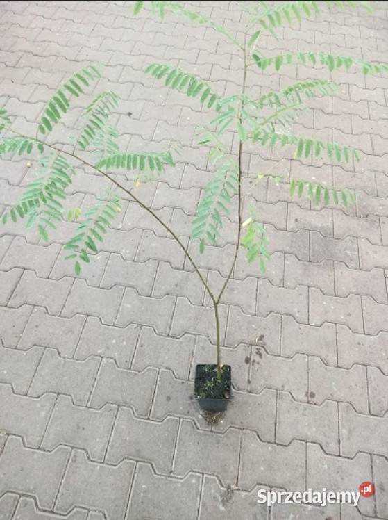 P11 AMORFA INDYGOWIEC MIODODAJNA AMORPHA Miedźna