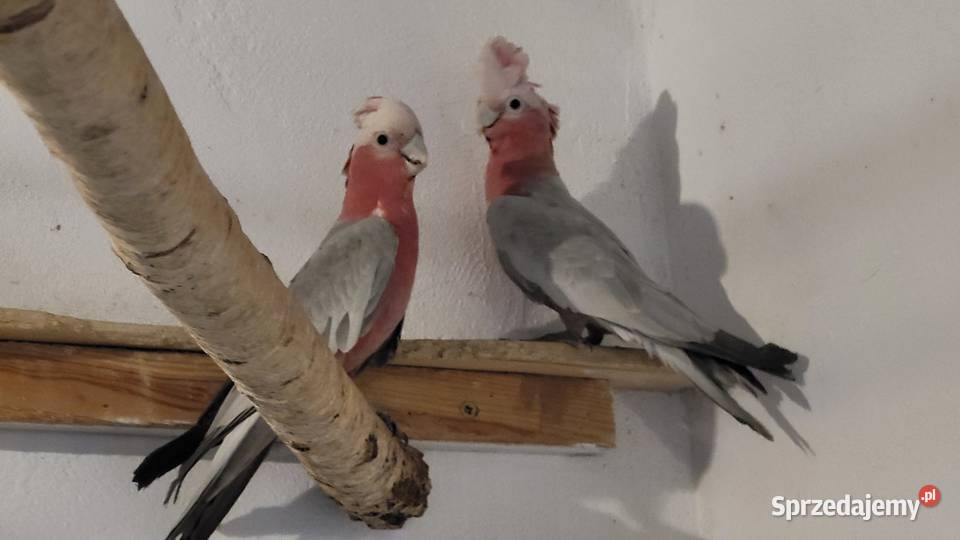 Papugi sprzedam Garwolin sprzedam