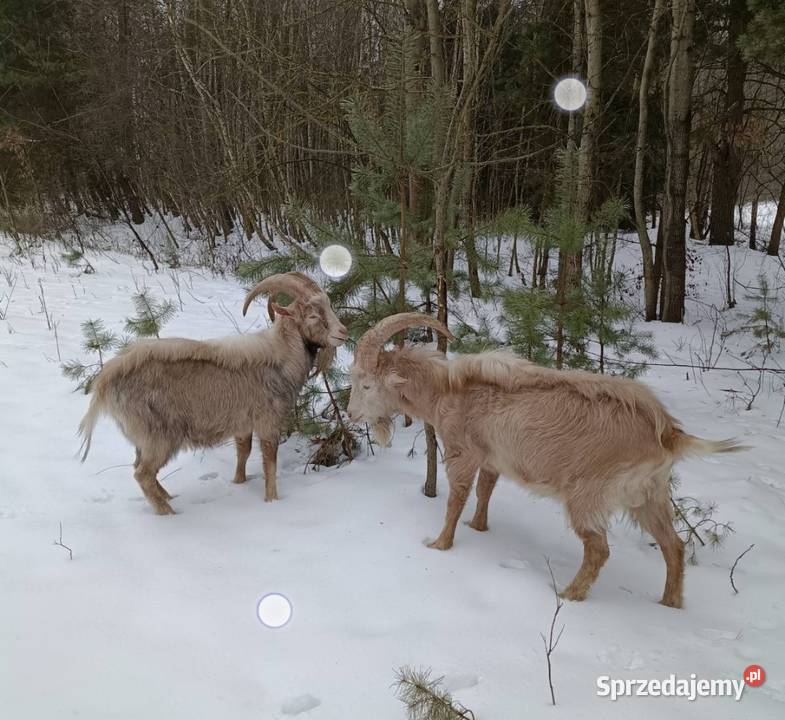 Koziołki na sprzedaż Staszów