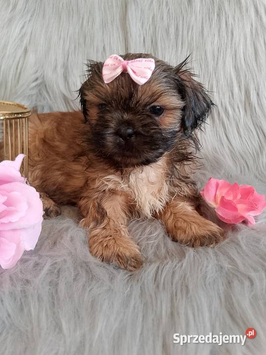 Gotowa do odbioru suczka rasy ShihTzu Syców