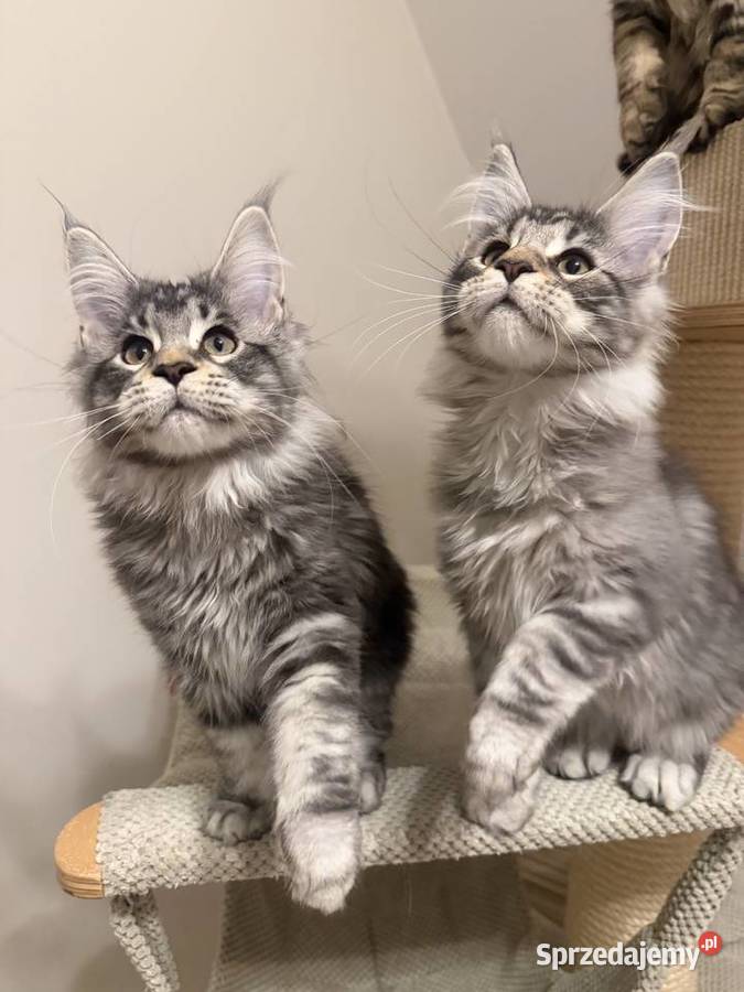 Sprzedam kota Maine Coon FPL Maine Coon łódzkie Skierniewice
