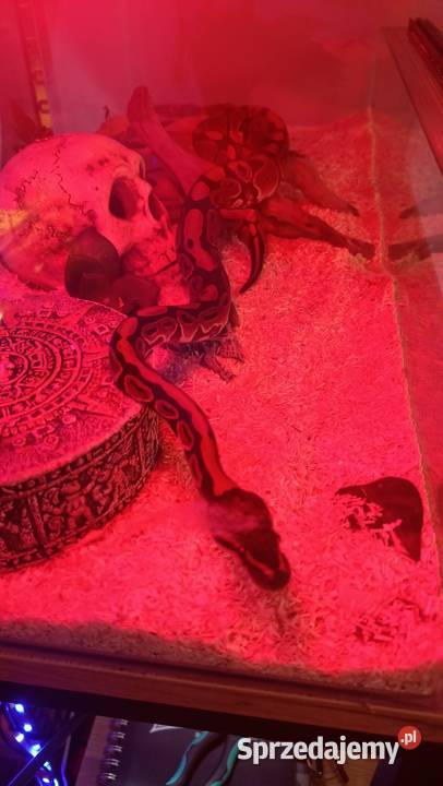 Pyton królewski samica młoda Warszawa