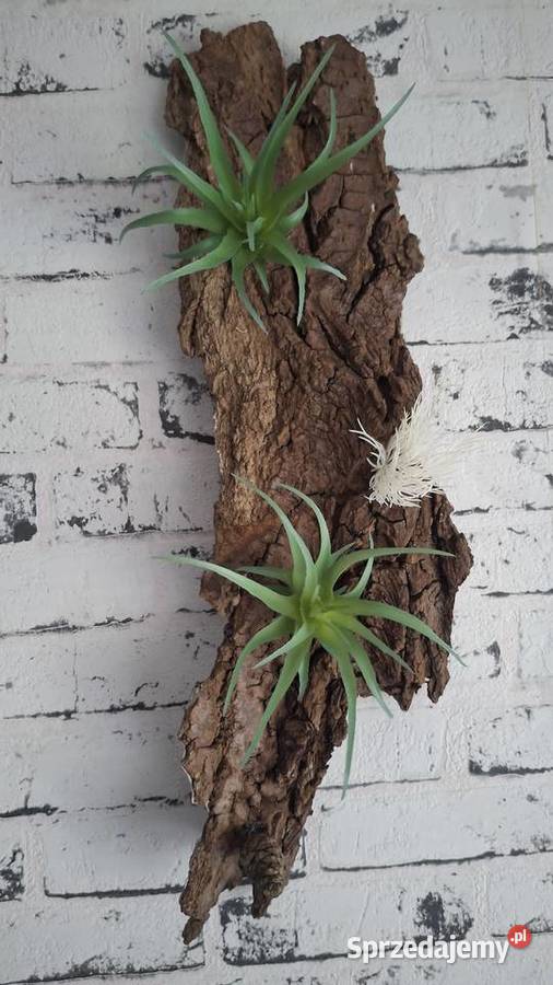 Ozdoba do akwarium terrarium Łódź usługa dla zwierząt