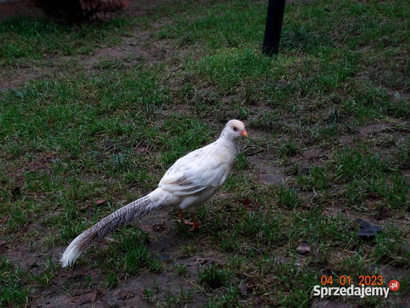 Sprzedam Bażanty Brzoskwiniowe Bażant splash Gostyń