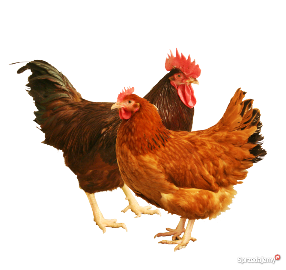 kurki młode kaczki pekinymulardy gąski Krzykosy sprzedam