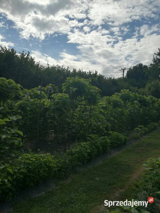 surmia katalpa NANA szczepiona catalpa kulista Puławy sprzedam