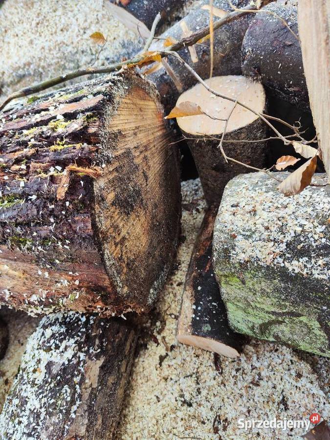 Kłody dębowe 25m opolskie Kamienna
