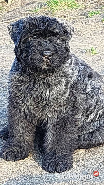 BOUVIER DES FLANDRES Pozostałe zachodniopomorskie Kobylanka sprzedam