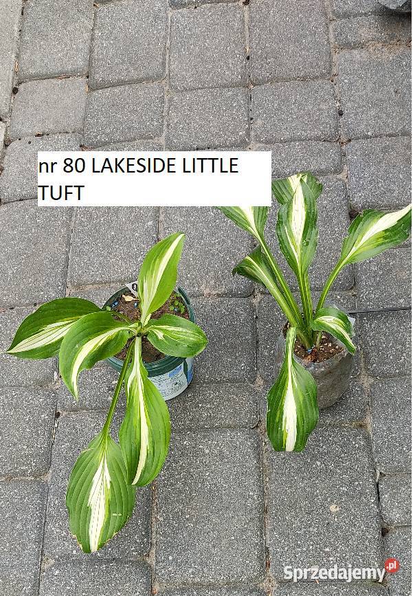 Hosty kwiaty do cienia Opole