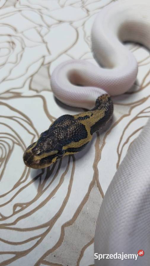 Wąż pyton królewski python regius samiec