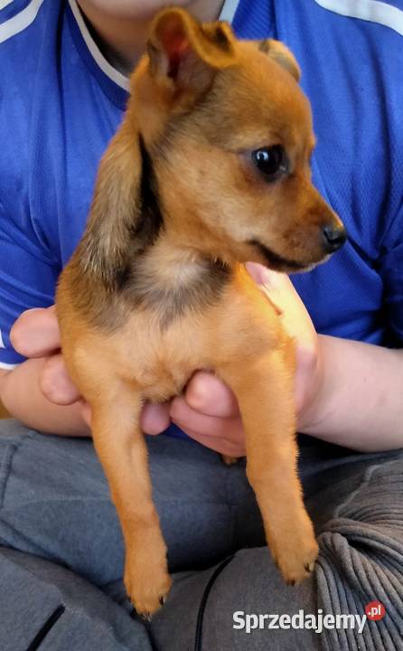 Pinczer Miniaturka Pozostałe Płock