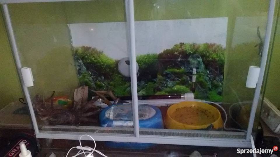 terrarium na sprzedaż plus wszystkie dodatki Kielce