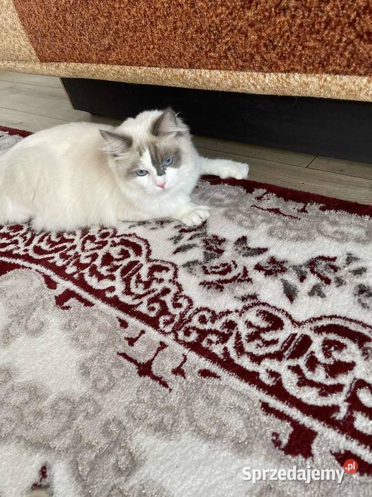 Kotek Ragdoll FPL Wieluń