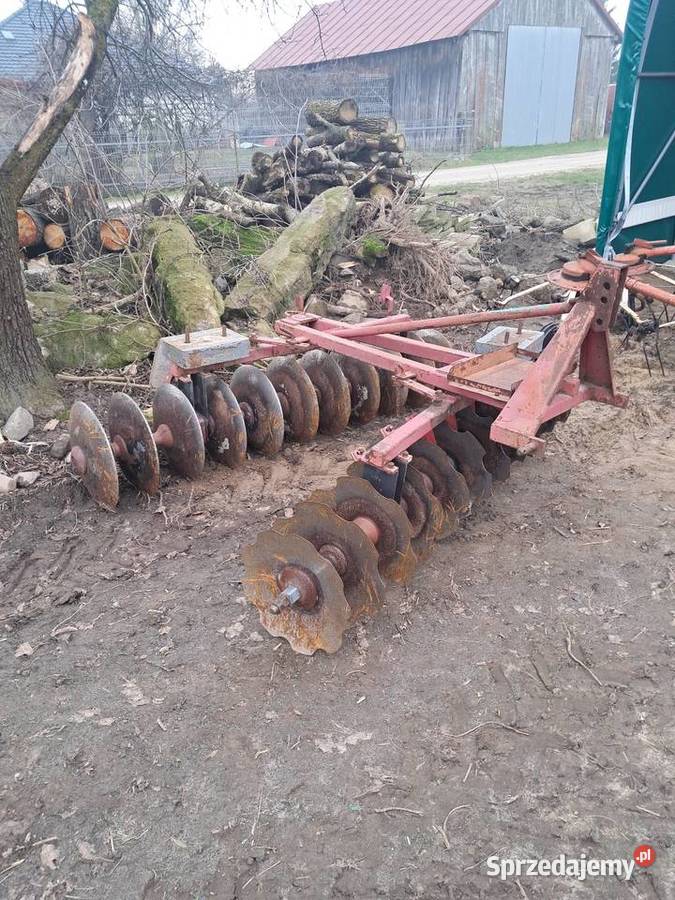 Talerzowka nieuszkodzony Klonownica Mała