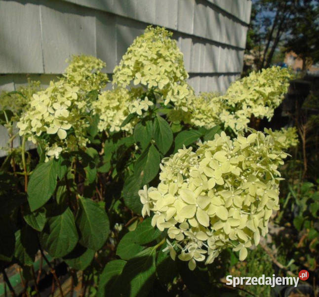 HORTENSJA MAGICAL CANDLE sadzonki w doniczkach Ustronie