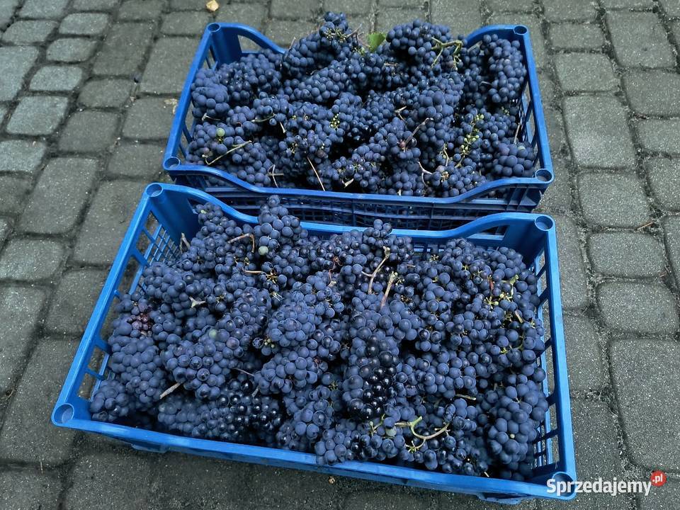 Do przerobuSprzedam nadwyżki owoców ciemnych pomorskie