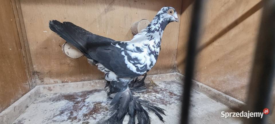 Gołębie widyn polski Skierniewice