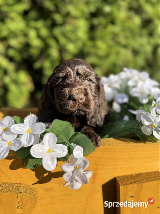 Jedyny taki Śliczny czekoladowy piesek Cocker Zwierzęta Kraków sprzedam